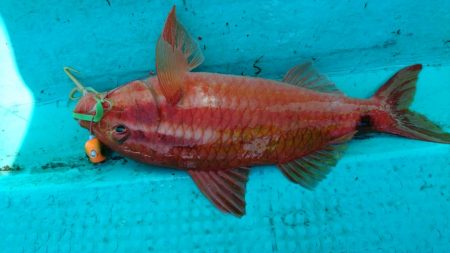 県南タイラバ&ライトジギング