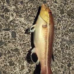 こんなにも違うのか