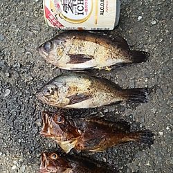 豪雨直後のベタ凪