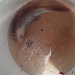 久しぶりの真鯛だ~