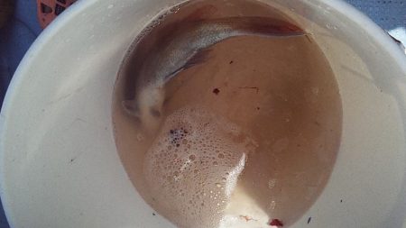 久しぶりの真鯛だ~