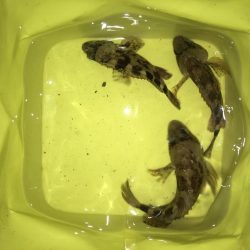 メバルは何処へ？