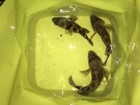 メバルは何処へ？