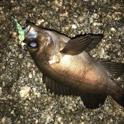 雨の合間のメバリング