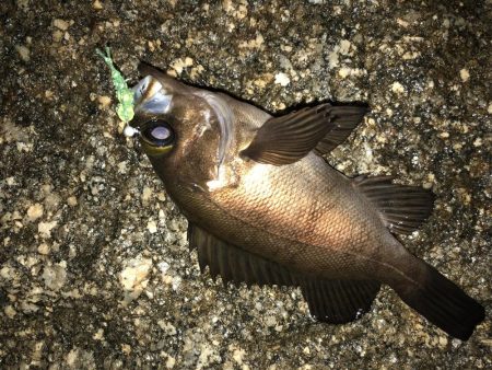 雨の合間のメバリング