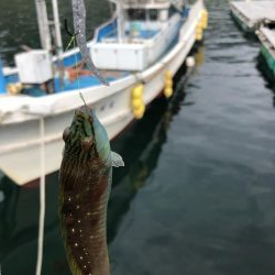 ちょこっとフィッシング!