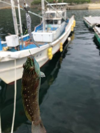 ちょこっとフィッシング!