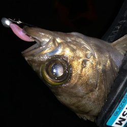 今宵もチビメバル!!