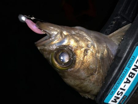 今宵もチビメバル!!