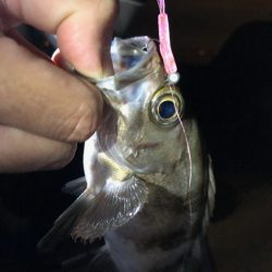 久々のメバリング