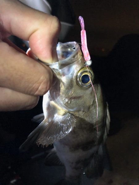 久々のメバリング