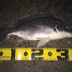 キビレ調査No、11