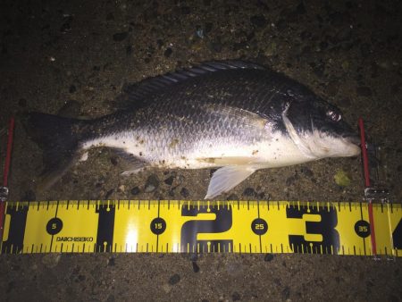 キビレ調査No、11