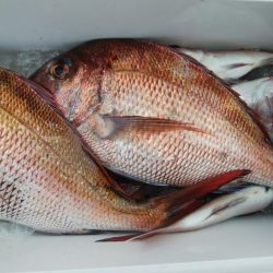 第二美丸　真鯛完全ふかせ