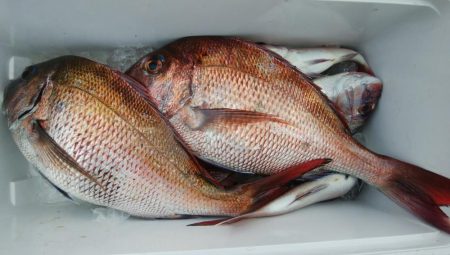 第二美丸　真鯛完全ふかせ