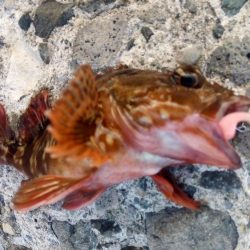 梅雨入り前のメバル！