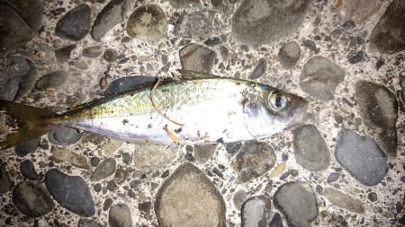 家族旅行の送迎