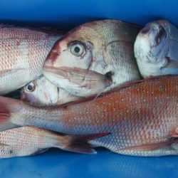 第二美丸　マダイ完全ふかせ