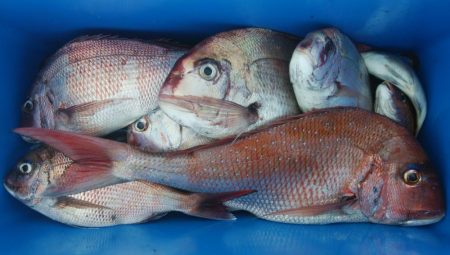 第二美丸　マダイ完全ふかせ