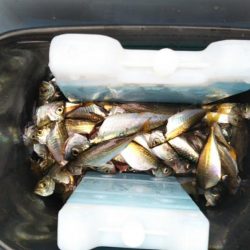 岸和田一文字 北の沖