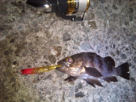 今週も加太港大波止でカワハギ