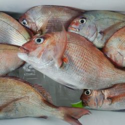 第二美丸　マダイ完全ふかせ