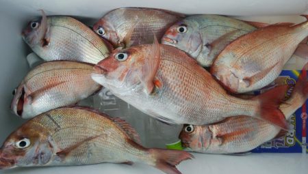 第二美丸　マダイ完全ふかせ