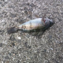 スズメダイ、メバル