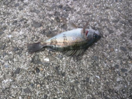 スズメダイ、メバル