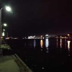 南港フェリーでヘチ釣行 （キビレチヌ（36cm他）小ガシラ釣果）