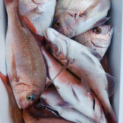 第二美丸　マダイ完全ふかせ