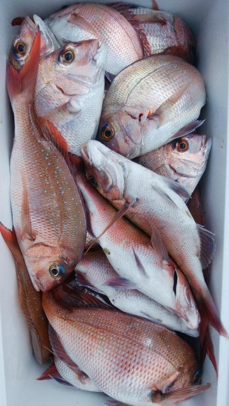 第二美丸　マダイ完全ふかせ