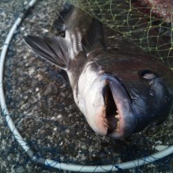 2日連続　落とし込みでチヌ！