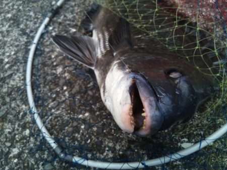 2日連続　落とし込みでチヌ！