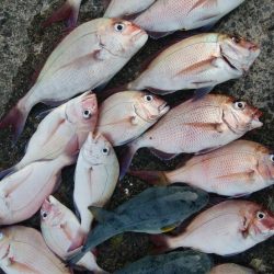 第二美丸　マダイ完全ふかせ　午前便・午後便