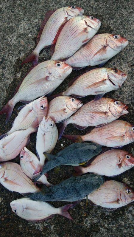 第二美丸　マダイ完全ふかせ　午前便・午後便