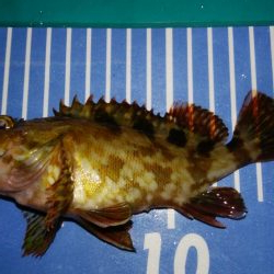 エギングとメバリング