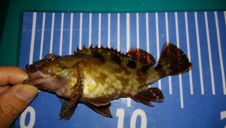 エギングとメバリング