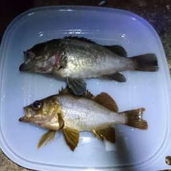 夕方メバリング