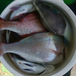 第二美丸　マダイ完全ふかせ