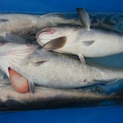 第二美丸　マダラ狙い