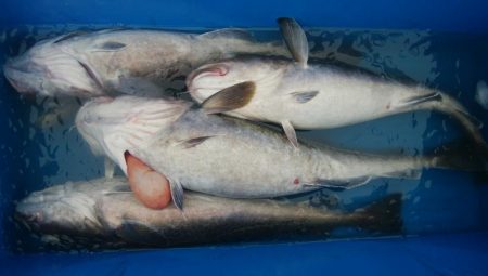 第二美丸　マダラ狙い