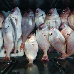 第二美丸　マダイ完全ふかせ