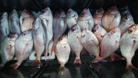 第二美丸　マダイ完全ふかせ