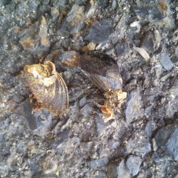 落とし込みでおすすめのイガイ