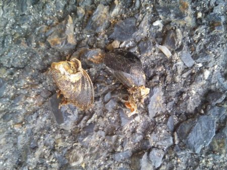 落とし込みでおすすめのイガイ