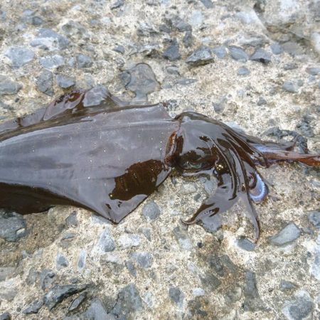 出張でエギング