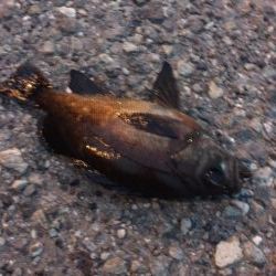 タコ釣れ始めました