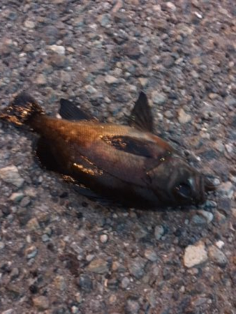 タコ釣れ始めました