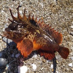 知多半島で根魚釣り